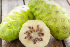 Mempunyai Rasa yang Khas, Buah Mengkudu Diketahui Memiliki Beragam Manfaat Kesehatan 