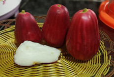 5 Manfaat Kesehatan dari Jambu Jamaika
