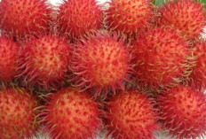 Benarkah Mencegah Anemi dengan Konsumsi Buah Rambutan? Simak Selengkapnya 