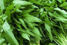 Manfaat Kangkung Untuk Kesehatan, Bisa Redakan Penyakit Apa Saja?