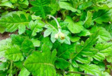 Mengatasi Penyakit Stroke dengan Daun Dewa Bisa Menjadi Alternatif Pengobatan