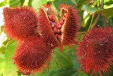 Pengobatan Demam Alami dengan Kesumba Keling: Herbal Tradisional yang Patut Dicoba