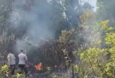 Diduga Dipicu Puntung Rokok, Empat Hektare Lahan Terbakar