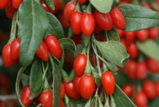  Solusi Alami, Meningkatkan Energi dengan Mengonsumsi Goji Berry, Menjadi Pilihan Sehat 