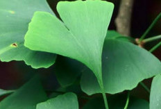Ginkgo Biloba: Herbal Alami untuk Melancarkan Sirkulasi Darah