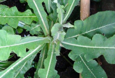 Daun Tempuyung Memiliki Banyak Khasiat, Terutama Dalam Mengatasi Penyakit Peradangan