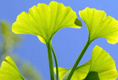 Meredakan Keluhan Telinga Berdengung atau Tinnitus dengan Daun Ginkgo Biloba