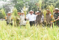 Inovasi Padi Apung, Sumsel Siap Dukung Swasembada Pangan Nasional