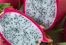 Kandungan Nutrisi Serta Manfaat Buah Naga, Mencegah Sembelit dengan Efektif