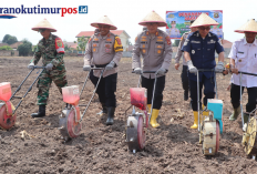 Dukung Ketahanan Pangan Nasional, Kapolres OKU Timur Tanam Jagung Hibrida di Lahan Polsek Belitang I