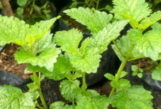 Mengurangi Peradangan: Manfaat Daun Lemon Balm dalam Kesehatan