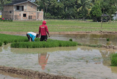 Di Balik Lonjakan Harga Gabah, Petani OKU Timur Hadapi Ancaman Kemarau dan Hama