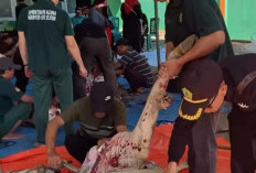 Kemenag OKU Selatan Salurkan 1.300 Paket Daging Kurban