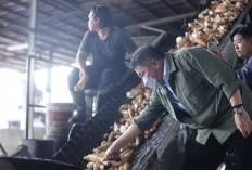 Tinjau Pabrik Tapioka, Herman Deru Tekankan Hilirisasi dan Kemandirian Ekonomi