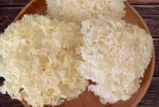Jamur Salju: Solusi Alami untuk Mengatasi Penuaan Dini