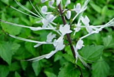 Daun Kumis Kucing Bisa Untuk Mengatasi Batu Ginjal, Begini Caranya