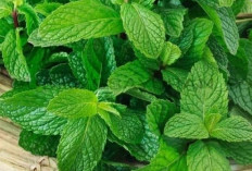 Benarkah Daun Peppermint Bisa Meredakan Sakit Kepala?, Berikut Penjelasan 