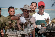 Jaga Keanekaragaman Hayati, Menparekraf Transplantasi Terumbu Karang di Desa Wisata Pulau Pramuka