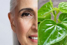 Rahasia Glowing Murah, Hanya dengan Daun Sirih Cina Wajah Terhidar Penuaan Dini