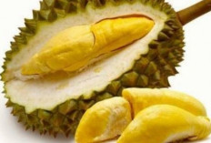 Selaian Kaya Manfaat, Ternyata Buah Durian Memiliki Efek Samping Jika Dikonsumsi Terlalu Banyak