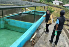 Evaluasi Pengelolaan Benih, Dinas Perikanan OKU Selatan Monitoring BBI