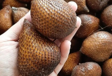 Temukan 8 Manfaat Buah Salak yang Wajib Kamu Intip, Simak Daftarnya