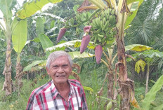 Unik, Pohon Pisang Jenis Ambon di OKU Timur Berbuah 3 Tandan