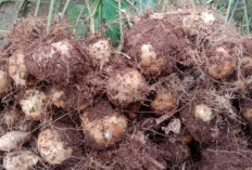Umbi Gadung Juga Memiliki Banyak Manfaat untuk Kesehatan Mata