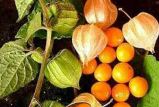   Selian Wortel, Ternyata Buah Ciplukan Efektif Meningkatkan Fungsi Penglihatan