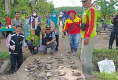 Bedah Perkembangbiakan Tikus Sawah