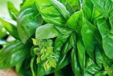 Solusi Alami, Mengatasi Masalah Pernapasan dengan Mengonsumsi Daun Kemangi