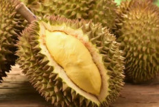 Wajib Tau, Ini Sederet Efek Samping Konsumsi Durian Secara Berlebihan