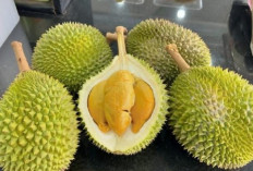 Apa Efek Samping Makan Buah Durian ?, Berikut 4 Daftarnya