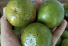 Kandungan Vitamin Jeruk yang Dapat Mencegah Penuaan Dini