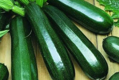 Zucchini, Solusi Alami untuk Menurunkan Kadar Kolesterol