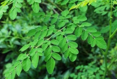 Manfaat Daun Kelor Untuk Melancarkan Pencernaan, Minim Efek Samping 