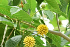 Daun Kratom, Solusi Alami Dalam Mengobati Nyeri Otot 