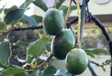 7 Strategi Agar Tanaman Tumbuh Lebih Cepat dan Subur, Batang Kokoh Daun Lebih Hijau 