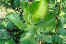 Sering Digunakan Dalam Masakan, Daun Beluntas Efektif untuk Mencegah Penyakit Jantung