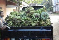 Harga Pisang Ambon di OKU Selatan Melonjak