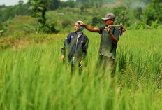 BRI Salurkan KUR Rp83,38 triliun, Pertanian Jadi Motor Utama