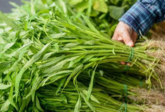 Sering Dianggap Sepele, Ternya Kangkung Memiliki Khasiat Luar Biasa, Termasuk Mencegah Penyakit Kuning
