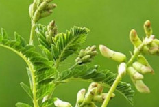 Meningkatkan Sistem Ketahanan Tubuh dengan Astragalus: Solusi Alami untuk Kesehatan yang Lebih Baik