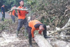 BPBD OKU Selatan Pulihkan Akses Jalan Akibat Pohon Tumbang 