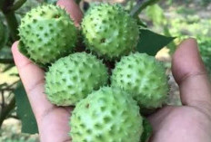 Waspada! Ini Efek Samping Berbahaya Dari Mengonsumsi Buah Kecubung, Berikut Penjelasannya  
