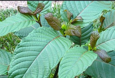 Menambah Stamina Tubuh dengan Duan Kratom: Alternatif Alami yang Semakin Populer