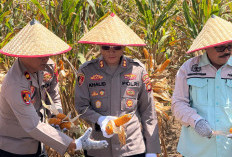 Dukung Ketahanan Pangan, Polres OKU Selatan Panen Raya Jagung Serentak