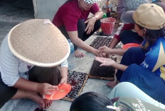 Dukung Ketahanan Pangan, KWT Kembangkan Usaha Bibit Cabai