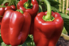 Manfaat Paprika Merah untuk Mencegah Penuaan Dini