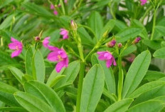 Menjaga Kesehatan Jantung dengan Daun Gingseng Jawa: Solusi Alami yang Efektif